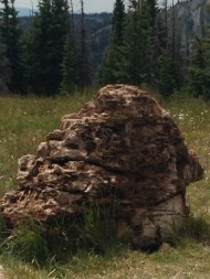 I swear there is a chipmunk in there right in the middle